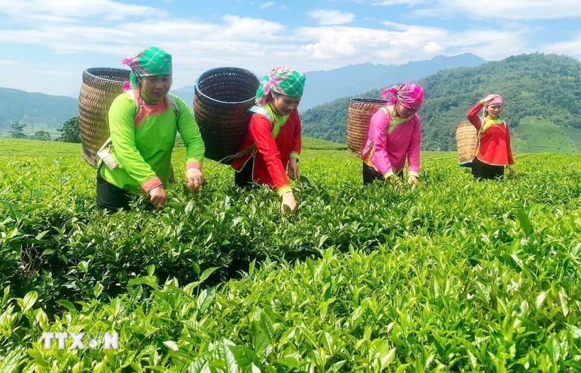 Người dân vùng cao Lai Châu thu hái chè. (Ảnh: TTXVN phát)