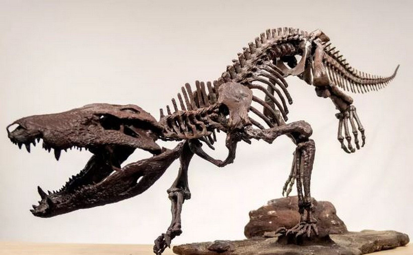 Hình in 3D phiên bản xương hóa thạch của khủng long K.atrox được tìm thấy tại Argentina. (Nguồn: CNN)