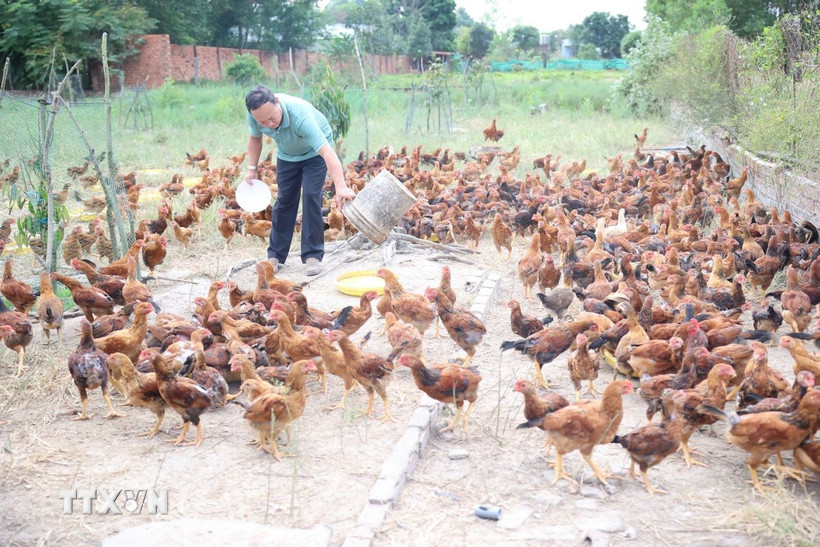 Với giá bán 80 nghìn đồng/kg, vào dịp cuối năm anh Nguyễn Minh Lý, xã Tóc Tiên, thị xã Phú Mỹ có thêm một khoản thu nhập khá. (Ảnh: Hoàng Nhị/TTXVN)