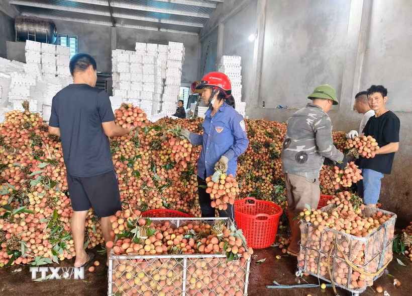 Các điểm cân, mua vải thiều. (Ảnh: Thanh Thương/TTXVN)