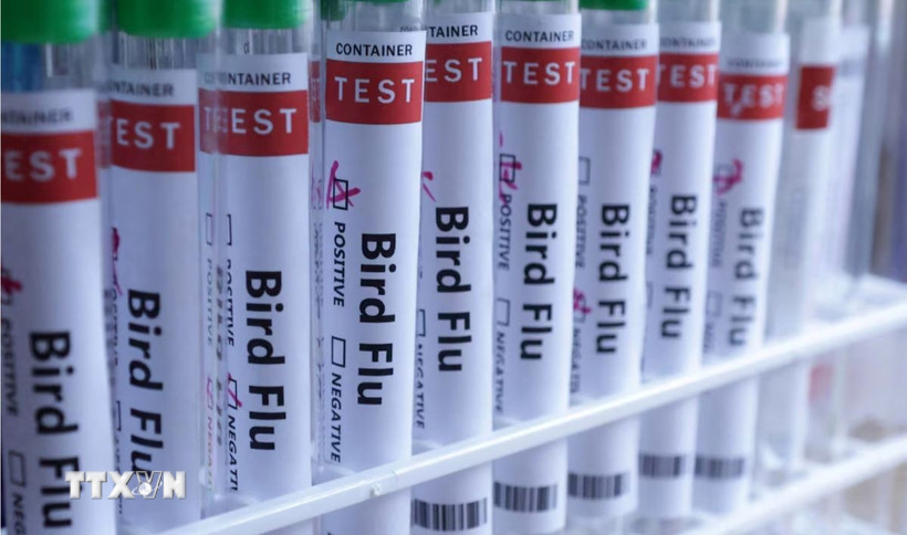 Hình ảnh minh hoạ ống xét nghiệm đựng mẫu bệnh phẩm virus cúm gia cầm. (Ảnh: Reuters/TTXVN)