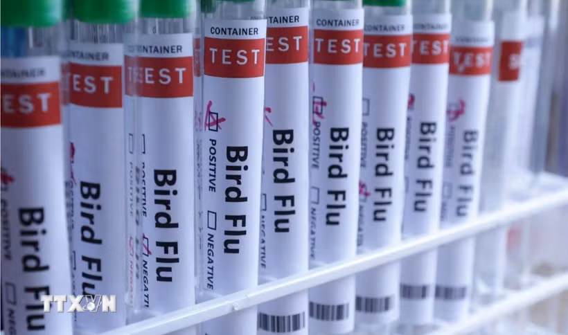 Hình ảnh minh hoạ ống xét nghiệm đựng mẫu bệnh phẩm virus cúm gia cầm. (Ảnh: Reuters/TTXVN)