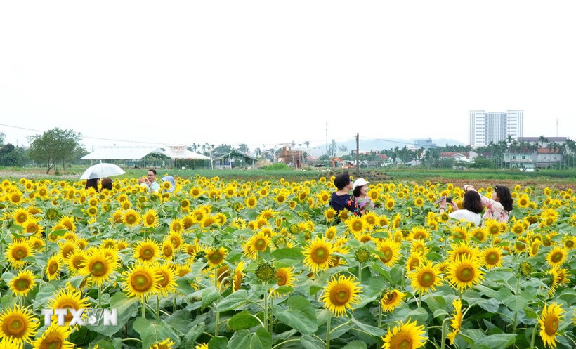Du khách tham quan, chụp ảnh trên cánh đồng hoa hướng dương nở rộ. (Ảnh: Lê Phước Ngọc/TTXVN)