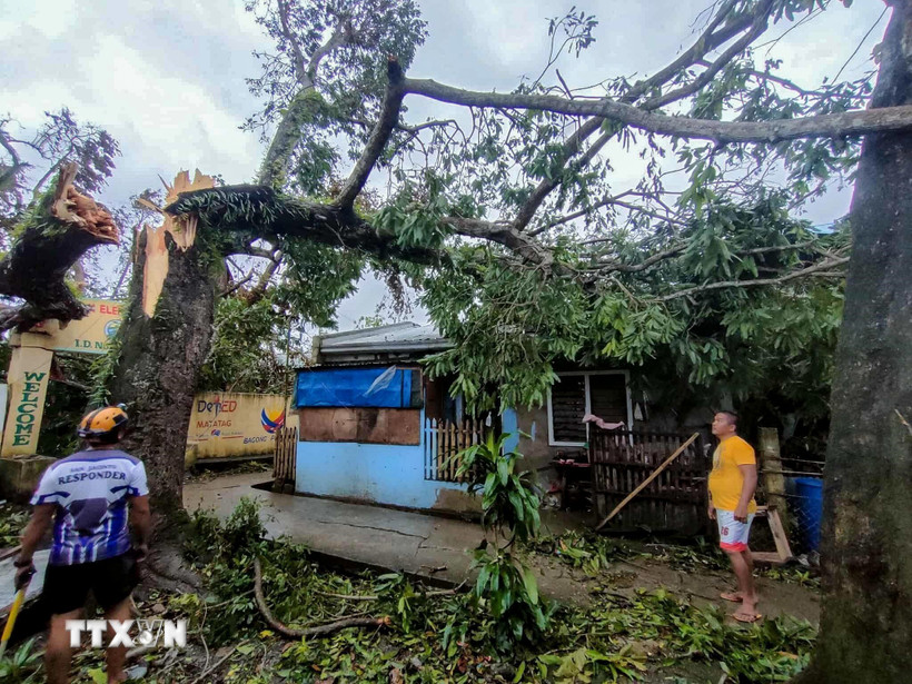 Cây gẫy đổ do ảnh hưởng của bão Bualoi ở tỉnh Masbate, Philippines ngày 26/9/2025. Ảnh: THX/TTXVN