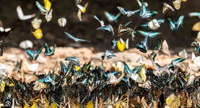 (Ảnh: The Jerusalem Post)