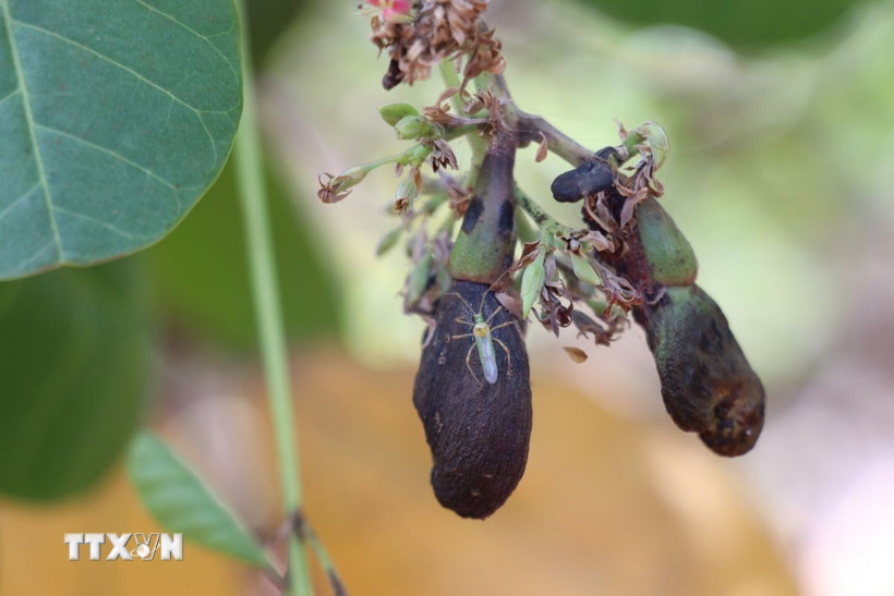 Bọ xít muỗi chích đọt non, trái làm trái non héo và rụng. (Ảnh: K GỬIH/TTXVN)
