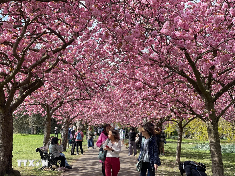 Mỗi tháng Tư về, công viên Greenwich tấp nập từ sáng tinh mơ cho tới khi tắt nắng khi du khách đổ đến chiêm ngưỡng vẻ đẹp của biểu tượng mùa Xuân. (Ảnh: Minh Hợp/TTXVN)