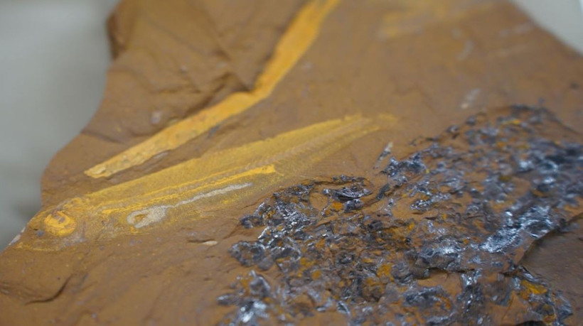 Hóa thạch cá. (Ảnh: ANU)