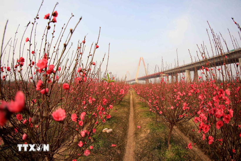 Những vườn đào nở rộ đón Xuân dưới khu vực chân cầu Nhật Tân. (Ảnh: Nhật Anh/TTXVN)