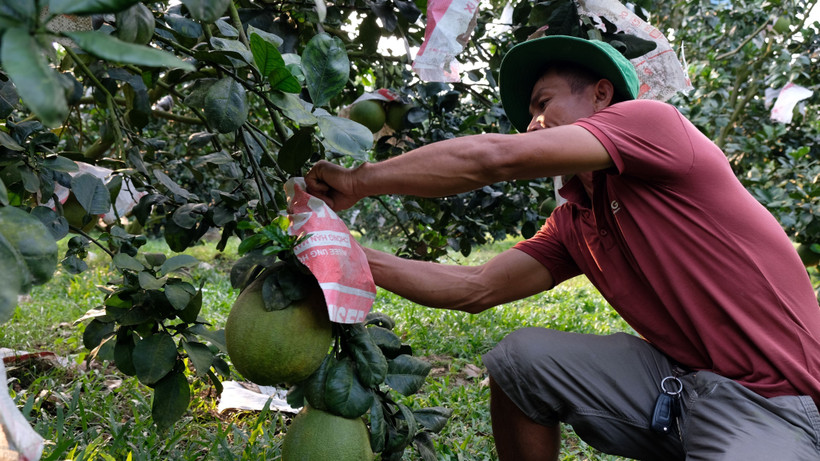 Bưởi da xanh là 1 trong những sản phẩm nông nghiệp chủ lực của xã Đạ Tẻh đang áp dụng công nghệ tưới thông minh. (Ảnh: Chu Quốc Hùng/TTXVN)