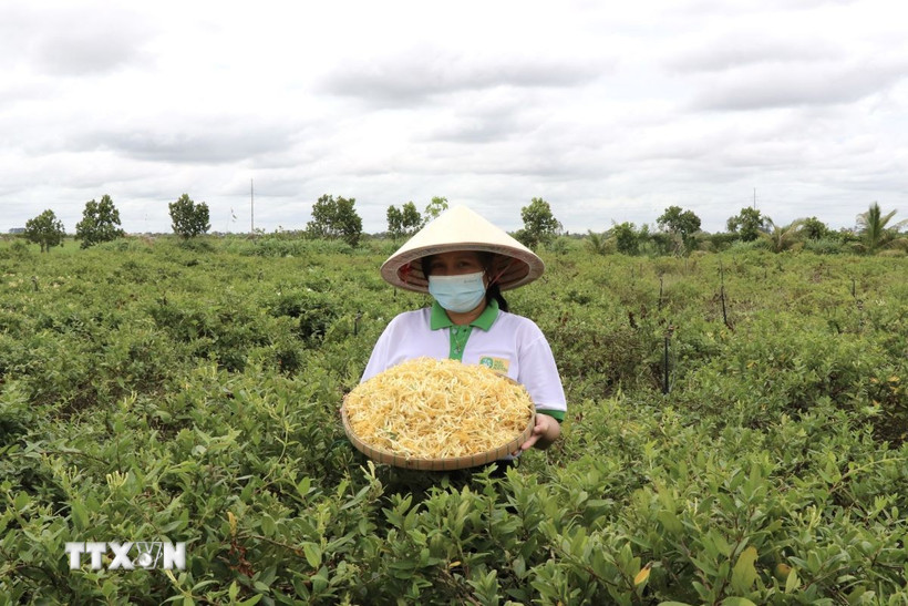 Thu hoạch bông kim ngân hoa. (Ảnh minh họa. Thanh Sang/TTXVN)
