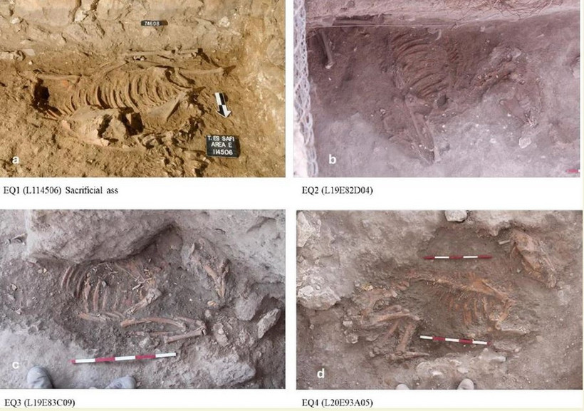 Hài cốt của 4 con lừa được hiến tế cách đây hơn 4.500 năm.. (Ảnh: archaeologymag)