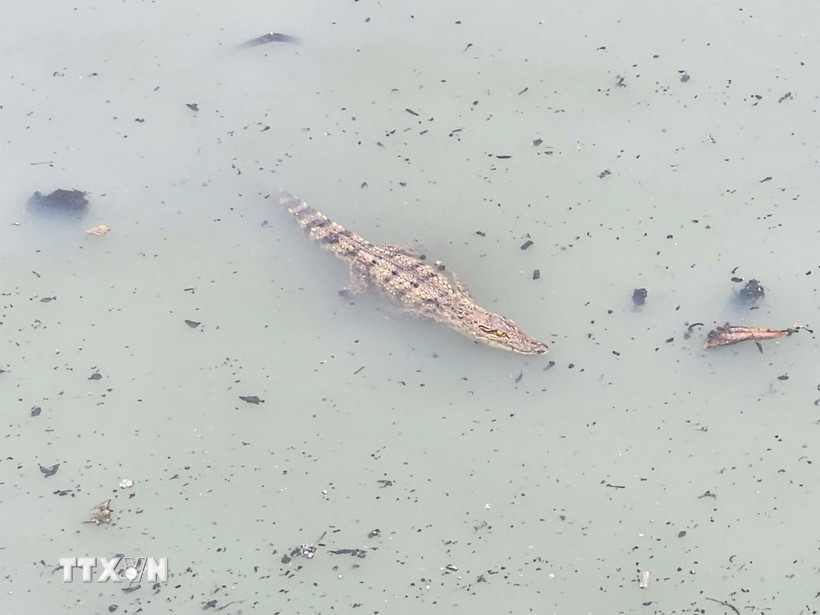 Cá sấu xuất hiện trên kênh gây bất an cho người dân. (Ảnh: TTXVN phát)