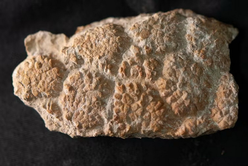 Một phần nhỏ da của Judy, cho thấy các vảy hình lục giác được bao phủ bởi các cục u nhỏ. (Ảnh: Current Biology)