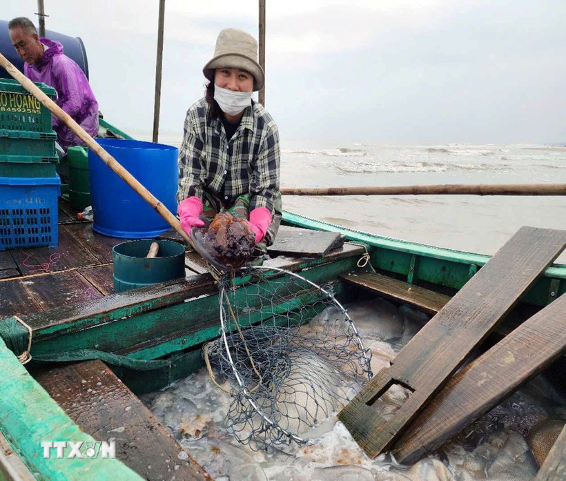 Ngư dân đánh bắt sứa biển. (Ảnh: Công Tường/TTXVN)