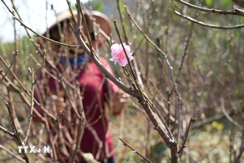 Những cánh đào nở sớm báo hiệu mùa Xuân đang đến rất gần. (Ảnh: Hoa Mai/TTXVN)