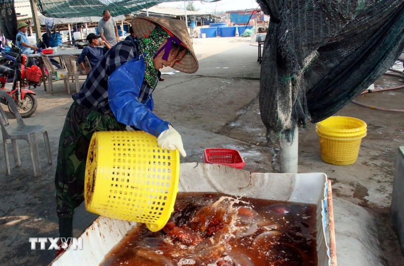 Sứa đỏ có giá trị cao hơn sứa trắng. (Ảnh: Nguyễn Lành/TTXVN)