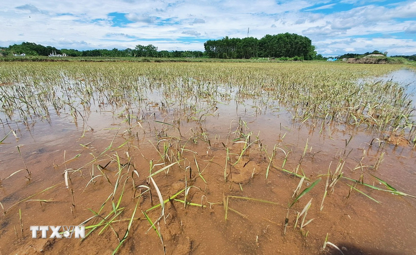 Ruộng lúa ở huyện Triệu Phong (Quảng Trị) có nguy cơ bị chết do bị ngập úng dài ngày (ảnh chụp ngày 15/6). (Ảnh: Nguyên Lý/TTXVN)