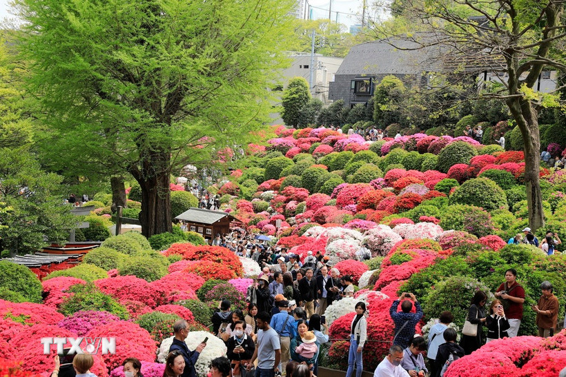 Điểm nhấn của lễ hội là đồi hoa Đỗ quyên với hơn 3.000 cây thuộc hơn 100 giống khác nhau. (Ảnh: Xuân Giao/TTXVN)