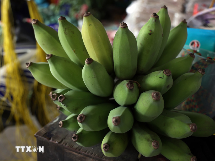 Chuối Khánh Hòa được thị trường ưa chuộng nhờ mã đẹp và chất lượng ổn định. Khi chín, quả vàng đều, ít thâm vỏ, vị ngọt thanh. (Ảnh: TTXVN phát)