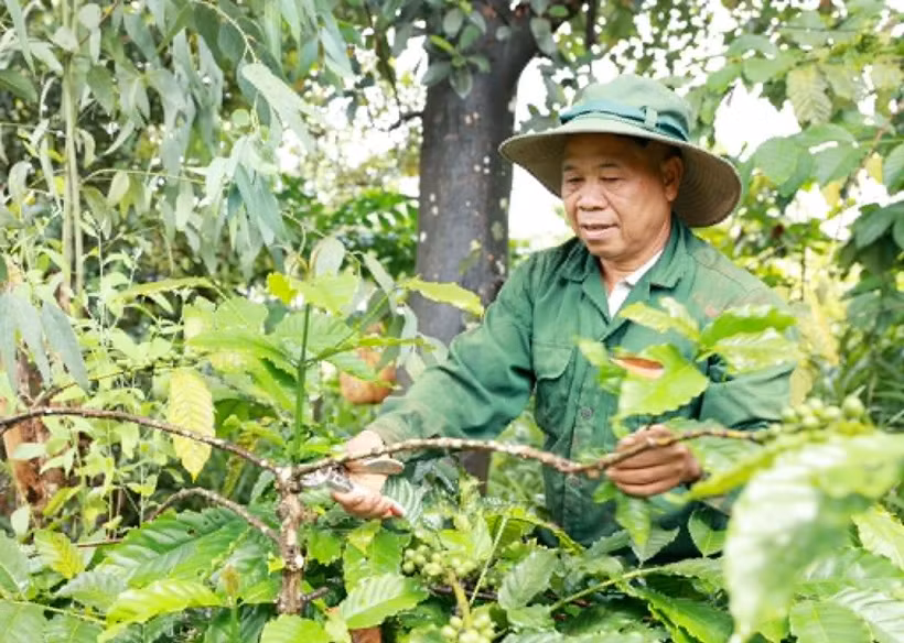 Ông Điểu Ká chăm sóc càphê, loại cây công nghiệp có giá trị cao và giúp nhiều hộ dân M’Nông thoát nghèo.