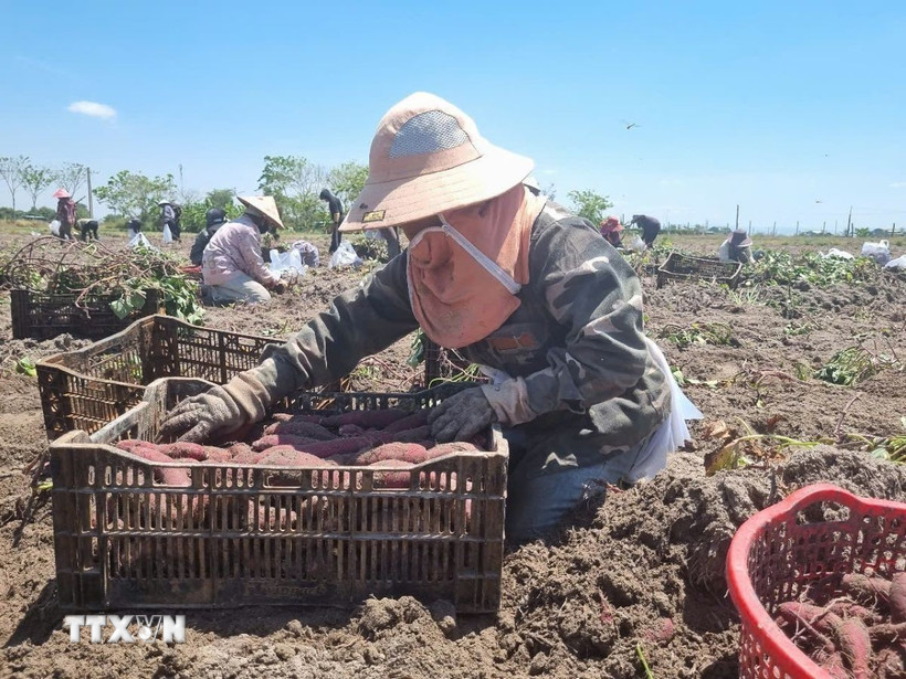Nông dân Gia Lai phấn khởi vì vụ khoai lang được mùa được giá. (Ảnh: TTXVN phát)