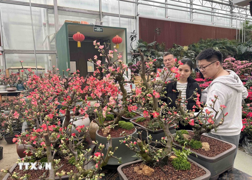 Người dân Bắc Kinh đang chọn cho mình một loại hoa phù hợp để trang trí dịp Tết. (Ảnh: Công Tuyên/TTXVN)