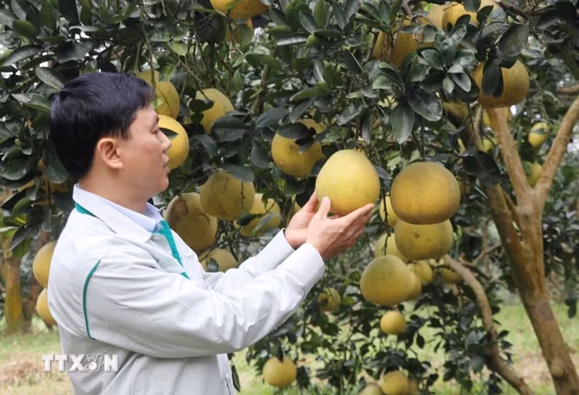 Bưởi Đại Minh cho thu hoạch từ tháng 10 năm trước đến khoảng tháng 1 âm lịch năm sau với giá bán dao động từ 8.000 đến 25.000 đồng/quả, tùy vào chất lượng quả. (Ảnh Đinh Thùy/TTXVN)