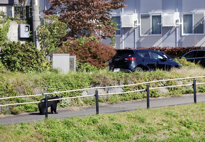 Gấu xuất hiện tại khu dân cư ở trung tâm thành phố Morioka, tỉnh Iwate, Nhật Bản ngày 23/10/2025. (Ảnh: Kyodo/TTXVN)