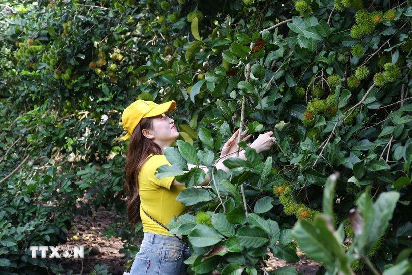 Trái cây tại các vườn vẫn chưa chín đều, nhiều du khách vạch lá tìm trái chín khi trải nghiệm du lịch vườn ở Đồng Nai. (Ảnh: Lê Xuân/TTXVN)