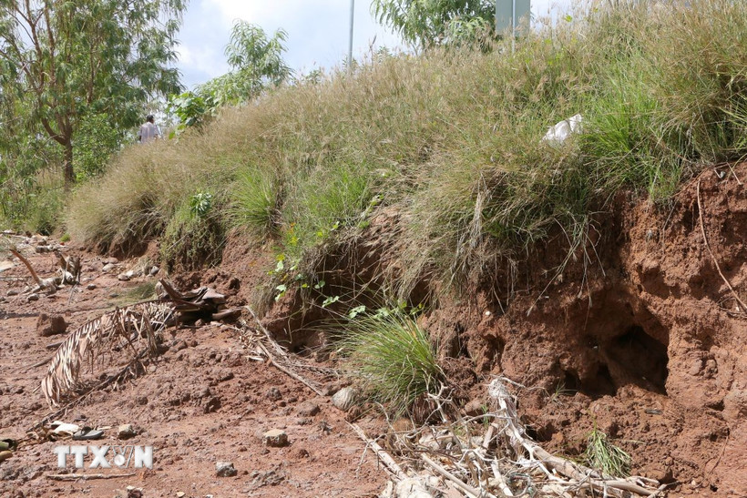 Từ đầu năm 2025 đến nay xảy ra 6 điểm sạt lở với chiều dài trên 350m, trong đó có 4 điểm sạt lở nghiêm trọng. (Ảnh: Tuấn Phi/TTXVN)