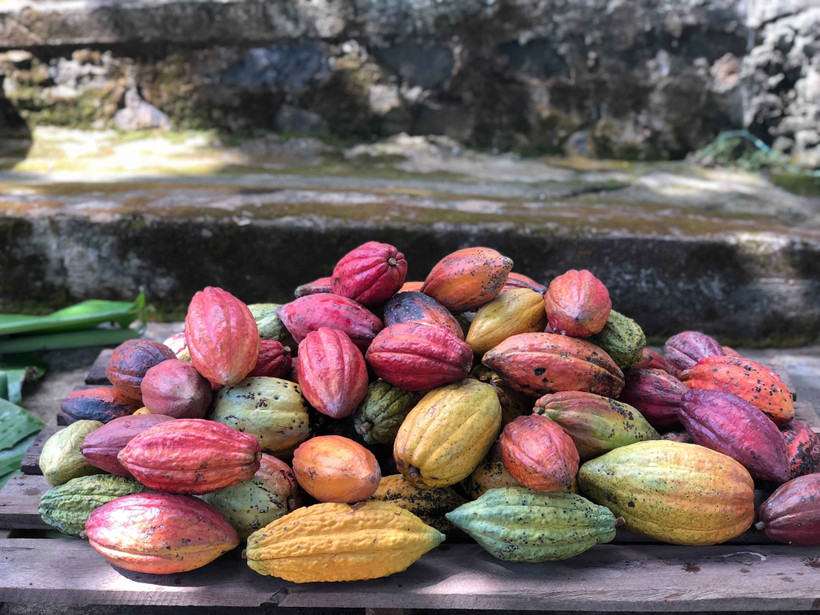 Tại vùng Tây Nguyên hiện có 7 giống cacao chính đang được canh tác. (Ảnh: Kha Phạm/TTXVN)