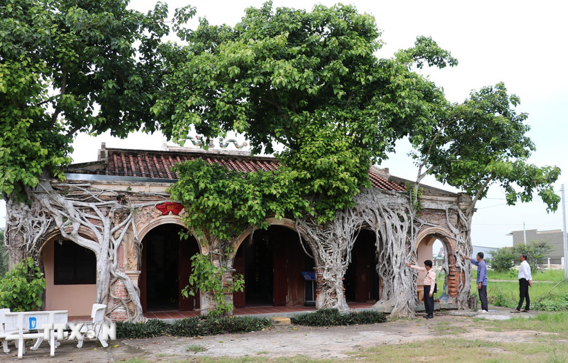 Rễ hai bồ đề ôm trọn Đình Tân Đông ở xã Tân Đông (Đồng Tháp) tạo nên nét độc đáo riêng có. (Ảnh: Hữu Chí/TTXVN)