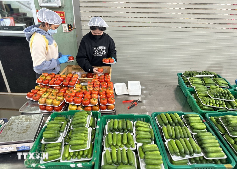 Công nhân tại một cơ sở cung ứng rau củ tại xã Đức Trọng (Lâm Đồng) sơ chế, đóng gói rau trước khi đưa ra thị trường tiêu thụ. (Ảnh: Nguyễn Dũng/TTXVN)