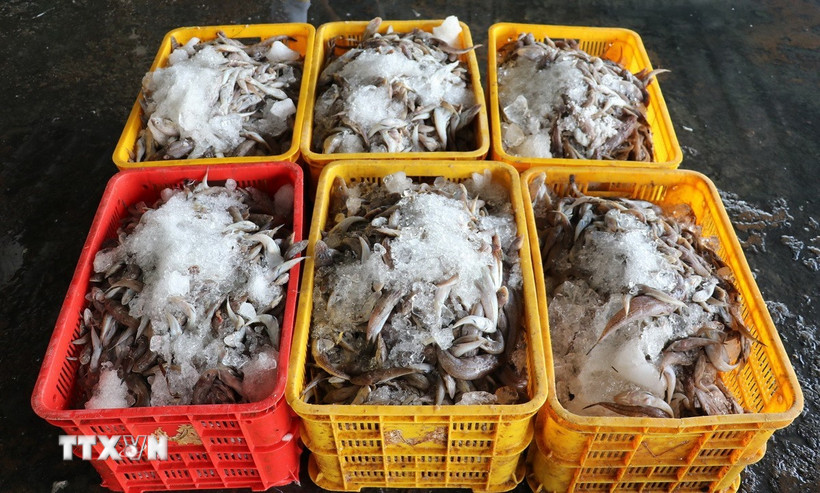 Hải sản được phân loại tại cảng cá Vàm Láng ở xã Gia Thuận, tỉnh Đồng Tháp. (Ảnh: Hữu Chí/TTXVN)