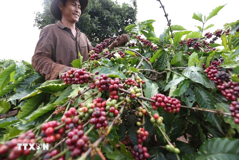 Thu hoạch càphê. (Ảnh: Vũ Sinh/TTXVN)