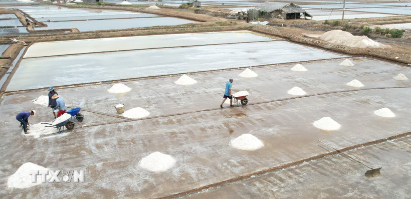 Cà Mau: Giá muối cao thúc đẩy người dân sản xuất vụ mới Diêm dân xã Đông Hải, tỉnh Cà Mau thu hoạch muối. (Ảnh: TTXVN phát)