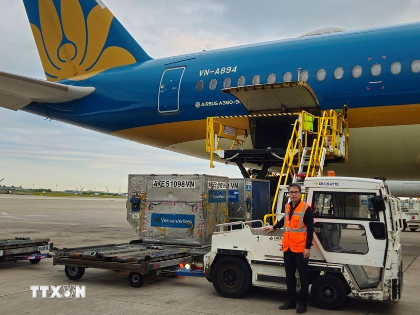 Những lô hàng vải thiều Hải Dương đầu tiên đã được hãng hàng không Vietnam Airlines chuyên chở đã hạ cánh tại sân bay quốc tế Charles de Gaulle của thủ đô Paris. (Ảnh: Nguyễn Thu Hà/TTXVN)