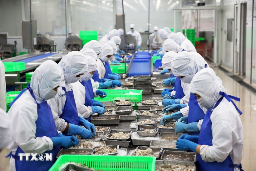 Dây chuyền sơ chế tôm xuất khẩu ở huyện Bình Chánh, Thành phố Hồ Chí Minh. (Ảnh: Hồng Đạt/TTXVN)