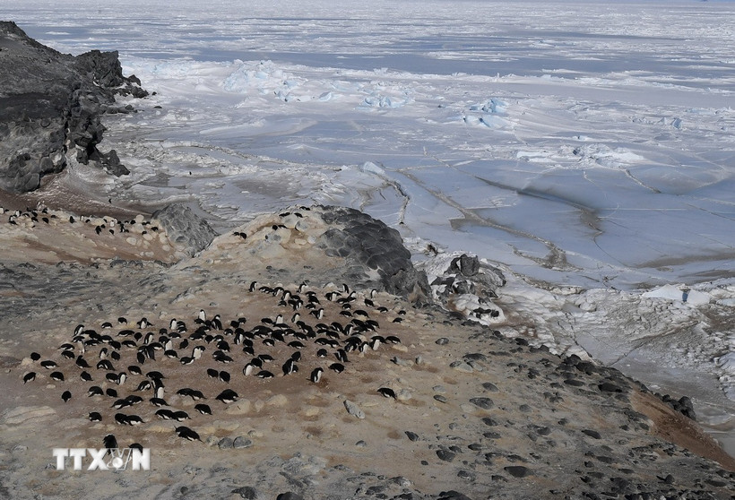 Chim cánh cụt Adelie tại khu vực biển Ross ở Nam Cực. (Ảnh: AFP/ TTXVN)