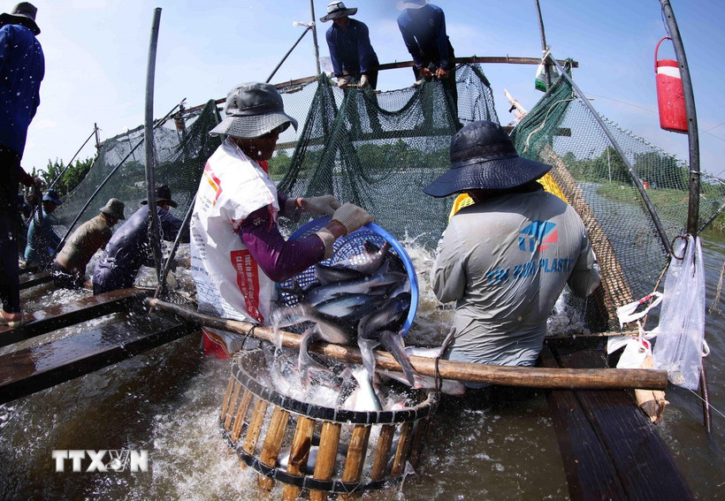Thu hoạch cá tra. (Ảnh minh họa. Vũ Sinh/TTXVN)