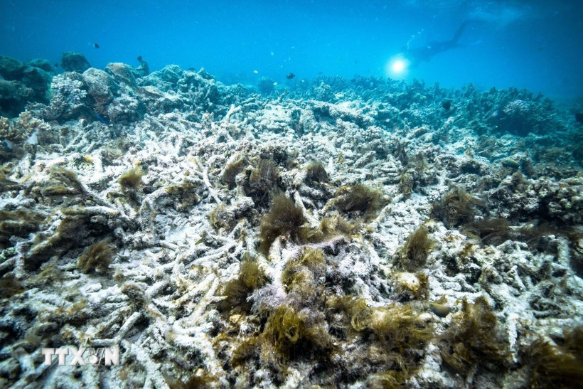 Rạn san hô Great Barrier ở Australia. (Ảnh: Kyodo/TTXVN)
