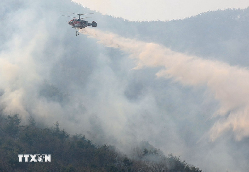 Trực thăng cứu hỏa phun nước dập cháy rừng tại tỉnh Nam Gyeongsang, Hàn Quốc. (Ảnh: Yonhap/TTXVN)