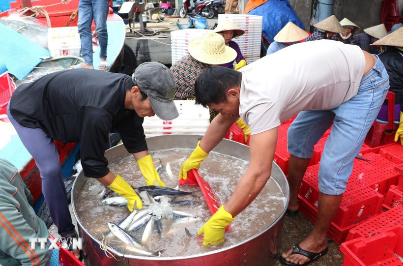 Ngư dân đưa cá lên bờ, phân loại bán cho thương lái. (Ảnh: Đinh Hương/TTXVN)