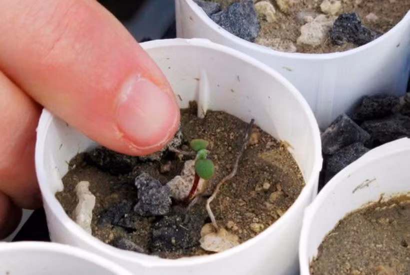 Một cây Tiehm’s buckwheat non được trồng tại nhà kính trong khuôn viên Đại học Nevada ở Reno, bang Nevada (Mỹ) (Nguồn: AP/Scott Sonner)