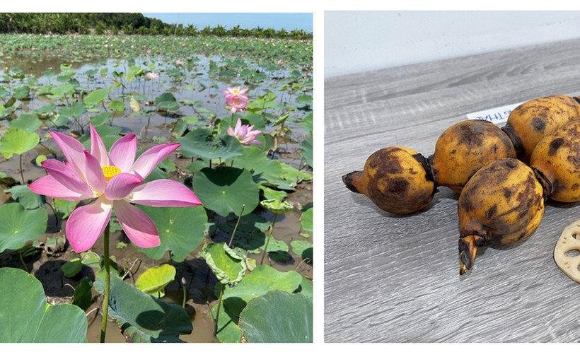 Sản phẩm sen “Đồng Tháp." (Ảnh: Cục Sở hữu trí tuệ)