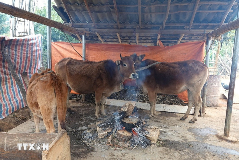 Trâu bò được sưởi ấm trong những ngày giá rét. (Ảnh: Tuấn Anh/TTXVN)