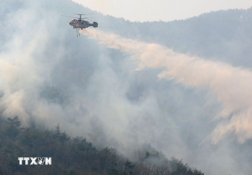 Trực thăng cứu hỏa phun nước dập một vụ cháy rừng tại tỉnh Nam Gyeongsang, Hàn Quốc ngày 24/3/2025. (Ảnh: Yonhap/TTXVN)