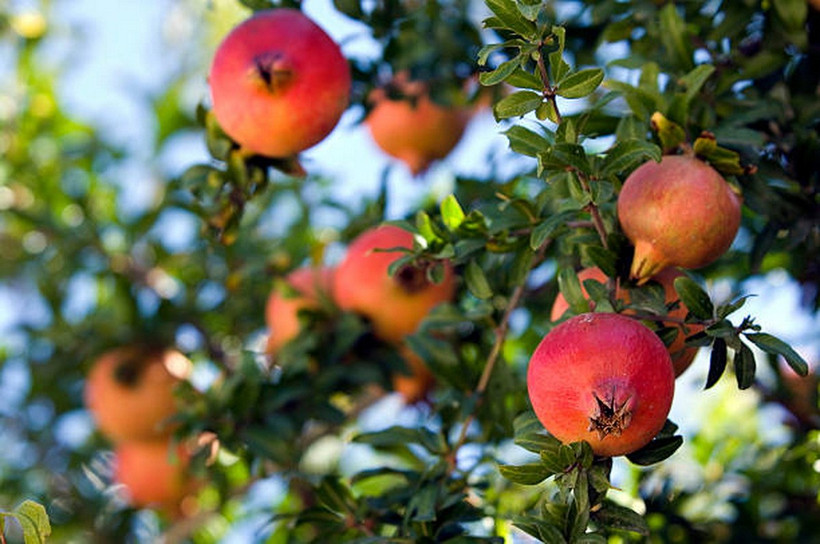 (Ảnh: Getty images)