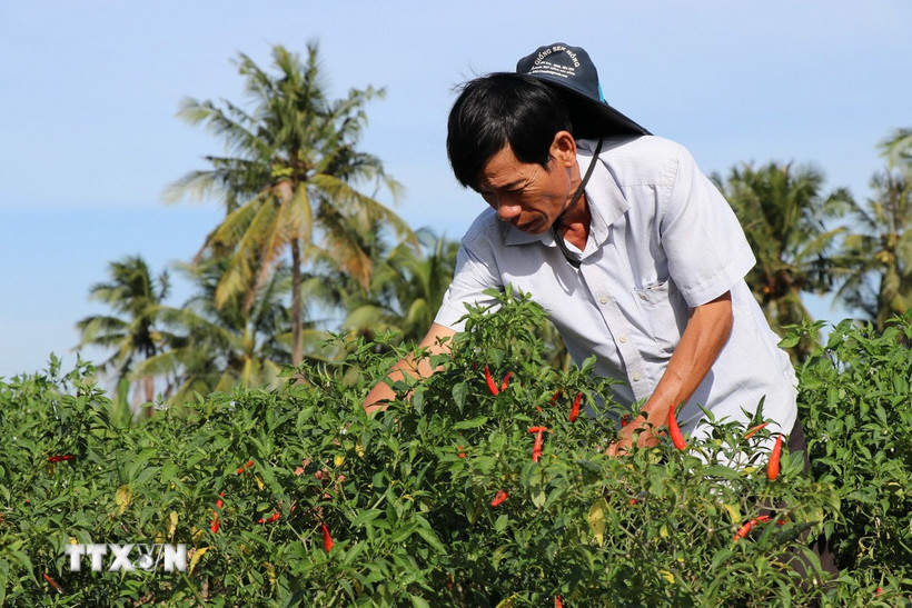 Giá ớt chỉ thiên cao kỷ lục, nông dân Vĩnh Long thu lãi lớn Ông Nguyễn Văn A, xã Hưng Mỹ, chăm sóc ruộng ớt chuẩn bị thu hoạch. (Ảnh: Thanh Hòa/TTXVN)